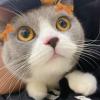 建筑猎头顾问朱丹丹个人信息_三幸网