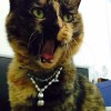 建筑猎头顾问王力南个人信息_三幸网