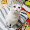 建筑猎头顾问Eden个人信息_三幸网