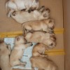 建筑猎头顾问张先生个人信息_三幸网