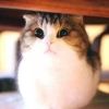 建筑猎头顾问周工个人信息_三幸网