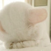 建筑猎头顾问罗工个人信息_三幸网