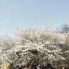 建筑猎头顾问王琪个人信息_三幸网