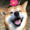 建筑猎头顾问李诚个人信息_三幸网