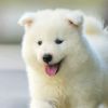 建筑猎头顾问小杜个人信息_三幸网