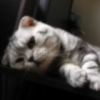 建筑猎头顾问吴晓鹰个人信息_三幸网