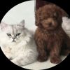 建筑猎头顾问黄工个人信息_三幸网