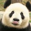 建筑猎头顾问蔡小姐个人信息_三幸网