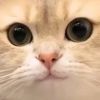 建筑猎头顾问张工个人信息_三幸网