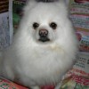 建筑猎头顾问黄小姐个人信息_三幸网
