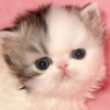 建筑猎头顾问郭老师个人信息_三幸网