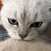 建筑猎头顾问利小姐个人信息_三幸网