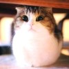 建筑猎头顾问邓工个人信息_三幸网