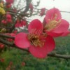 建筑猎头顾问小阮个人信息_三幸网
