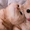 建筑猎头顾问岳阳个人信息_三幸网