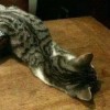 建筑猎头顾问吴振昊个人信息_三幸网