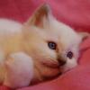 建筑猎头顾问蒲蛟个人信息_三幸网