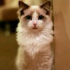 建筑猎头顾问王玲个人信息_三幸网