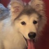 建筑猎头顾问刘军个人信息_三幸网