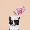 建筑猎头顾问冯珂茜个人信息_三幸网