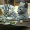 建筑猎头顾问三妹个人信息_三幸网