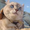 建筑猎头顾问梁先生个人信息_三幸网