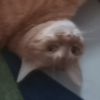 建筑猎头顾问潘佳伟个人信息_三幸网