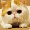 建筑猎头顾问安安个人信息_三幸网