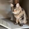 建筑猎头顾问姚工个人信息_三幸网