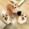 建筑猎头顾问小徐个人信息_三幸网