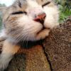 建筑猎头顾问李工个人信息_三幸网