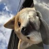 建筑猎头顾问薛飞个人信息_三幸网