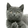 建筑猎头顾问阮志刚个人信息_三幸网