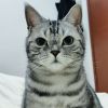 建筑猎头顾问杨树伟个人信息_三幸网