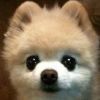 建筑猎头顾问小尚个人信息_三幸网