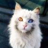 建筑猎头顾问张铁柱个人信息_三幸网
