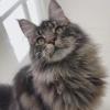 建筑猎头顾问张晶美个人信息_三幸网