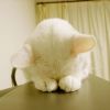 建筑猎头顾问陈志强个人信息_三幸网