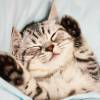 建筑猎头顾问苗先生个人信息_三幸网