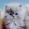 建筑猎头顾问王工个人信息_三幸网
