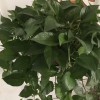 建筑猎头顾问佟小姐个人信息_三幸网