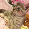 建筑猎头顾问张健个人信息_三幸网