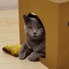 建筑猎头顾问毛先生个人信息_三幸网