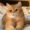 建筑猎头顾问万先生个人信息_三幸网