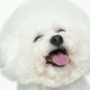 建筑猎头顾问李伟民个人信息_三幸网