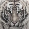 建筑猎头顾问王鹏个人信息_三幸网
