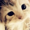 建筑猎头顾问黄丽亚个人信息_三幸网