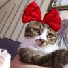 建筑猎头顾问梁晨会个人信息_三幸网