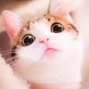 建筑猎头顾问许小姐个人信息_三幸网