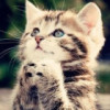 建筑猎头顾问许广安个人信息_三幸网